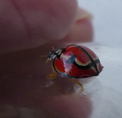 Cheilomenes bidentata