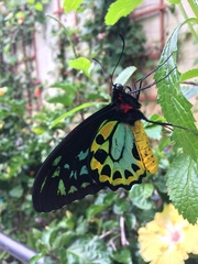 Ornithoptera