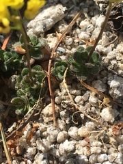 Draba asterophora