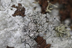 Tephromelataceae
