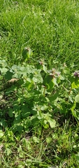 Lamium purpureum