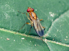 Clusia lateralis