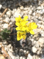 Draba asterophora