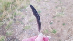 Lyrurus mlokosiewiczi