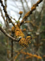 Xanthomendoza concinna