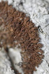 Anaptychia runcinata