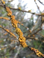 Xanthomendoza concinna