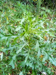 Cirsium arvense
