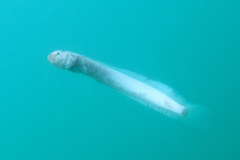 Burrowing Goby photo 1