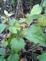 Geum urbanum