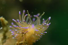 Unidentia aliciae