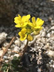 Draba asterophora