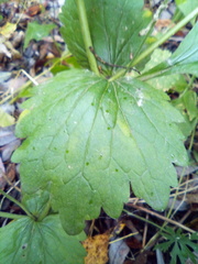 Geum urbanum