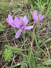 Colchicum autumnale