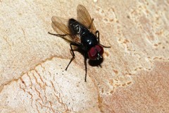 Hydrotaea chalcogaster