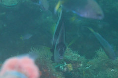 Heniochus