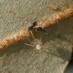 Theridion varians