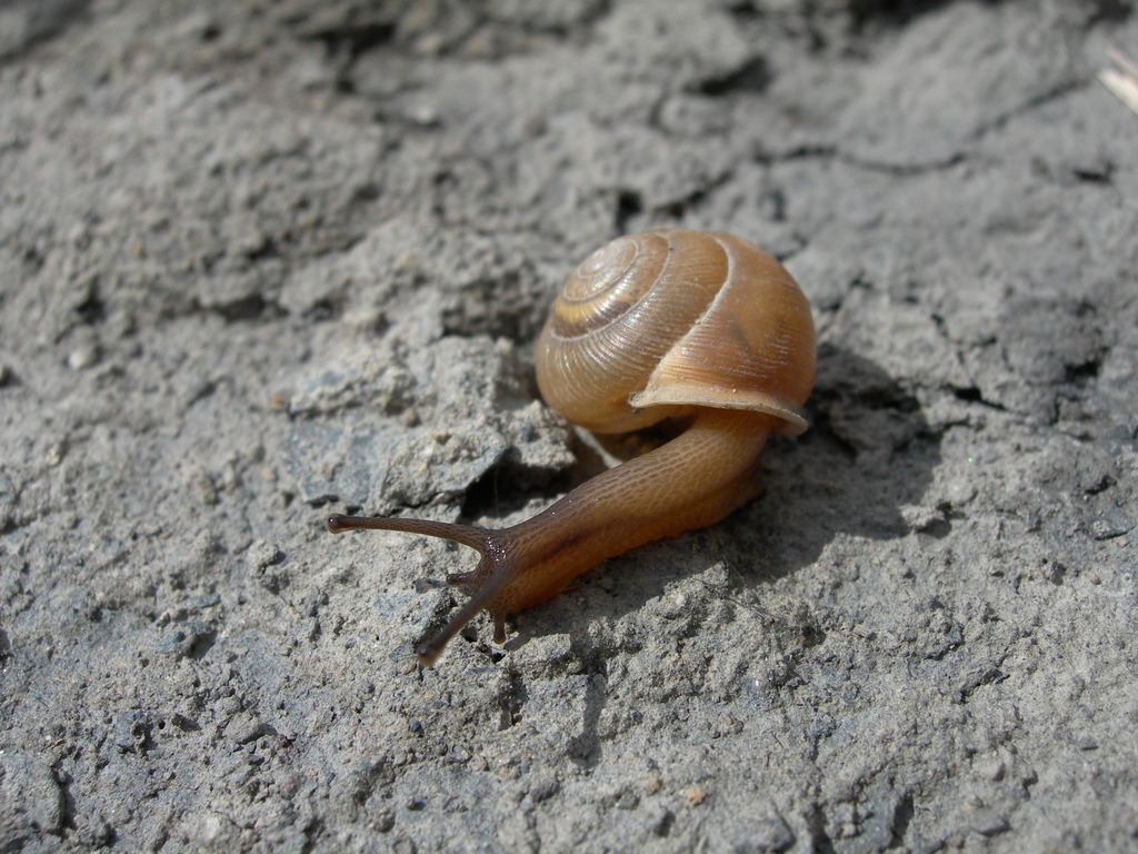 Sealed Globelet Snail