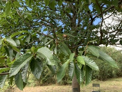 Castanea sativa