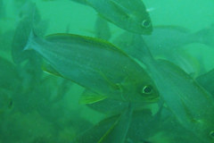 Parapristipoma trilineatum