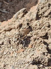 Promachus consanguineus