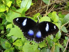 Hypolimnas bolina