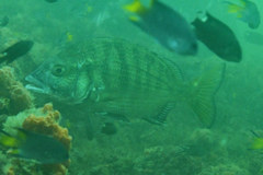 Acanthopagrus schlegelii