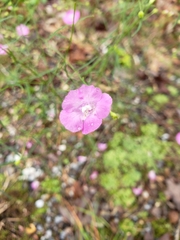 Agalinis setacea