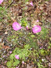 Agalinis setacea