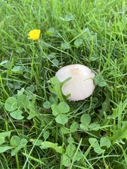 Fungi