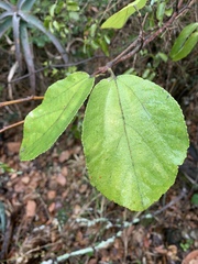 Grewia lasiocarpa