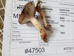 Lactarius uvidus acystidiosus