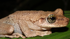 Osteocephalus oophagus