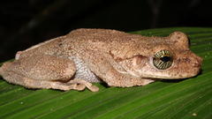 Osteocephalus oophagus