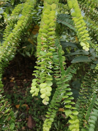 Phyllodium pulchellum iNat (1)