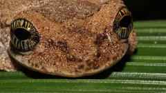 Osteocephalus oophagus