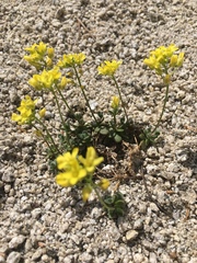 Draba asterophora