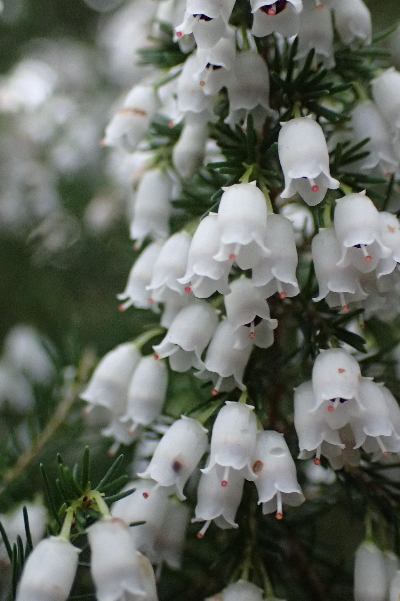 Erica lusitanica