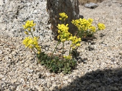 Draba asterophora