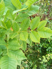 Fraxinus pennsylvanica
