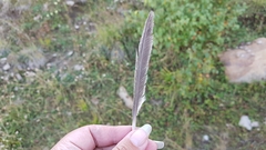 Lyrurus mlokosiewiczi