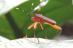 Leptoscelis quadrisignatus