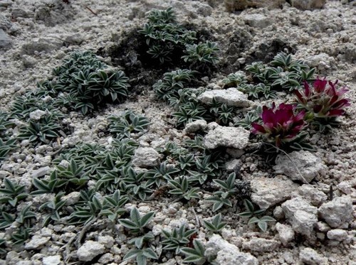 Frisco clover (Trifolium friscanum)