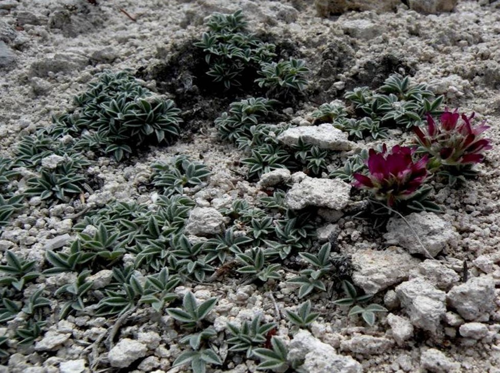Trifolium friscanum