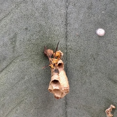 Mischocyttarus angulatus