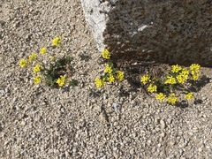 Draba asterophora