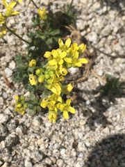 Draba asterophora