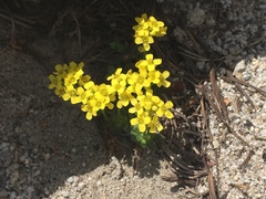 Draba asterophora