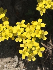 Draba asterophora