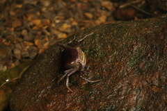 Trichodactylidae